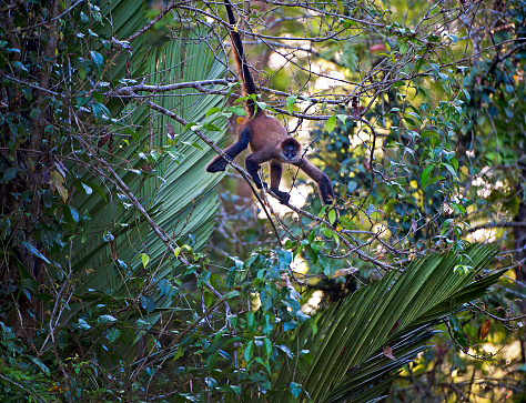 There are a huge variety of tropical birds and tropical animals in Costa Rica that contribute to the exotic beauty in nature of this wild and lush paradise