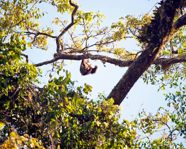 istock Three-toed Sloth in the treetops, Corcovado, Costa Rica 1394167643