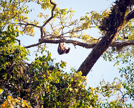 The Three-toed Sloth seen here in the treetops, can be surprisingly agile when required as it stretches and clambers around the tropical rainforest in search of food. Corcovado National Park, Costa Rica