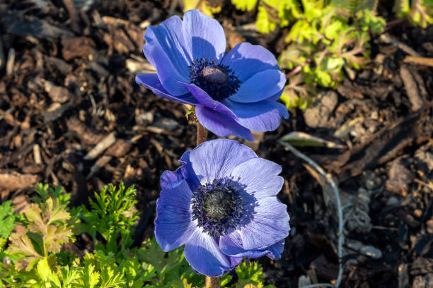 Blue Anemone
