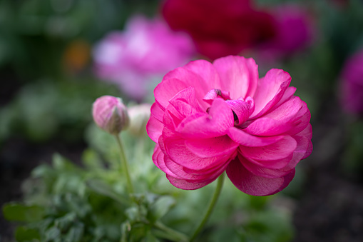 Photo of some double pink ranunculus flowers growing, with a blurred garden background of green leaves and purple viola flowers. Tecolote ranunculus