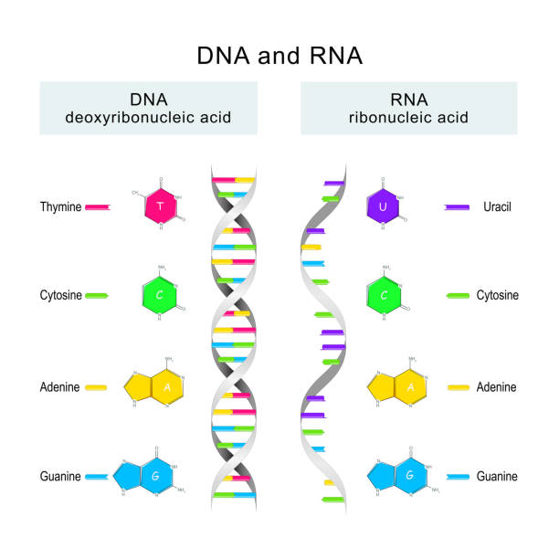 dnaとrna。dna分子とrna分子の構造の違い - human rna点のイラスト素材／クリップアート素材／マンガ素材／アイコン素材