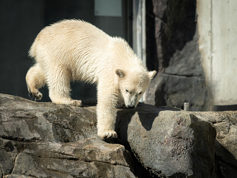 Portrait of a young polar bear (Ursus maritimus) in a zoo