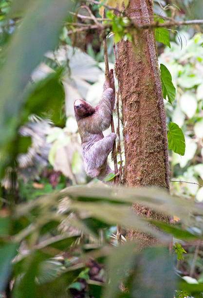 istock Three-toed Sloth looking at camera, Arenal, Costa Rica 1394169602
