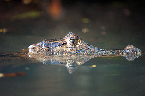 There are a huge variety of tropical birds and tropical animals in Costa Rica that contribute to the exotic beauty in nature of this wild and lush paradise