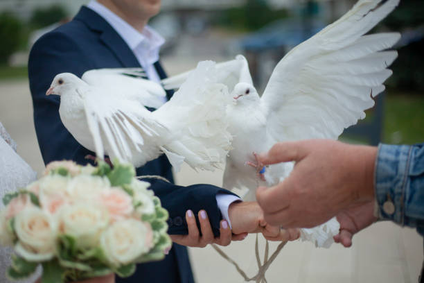 hochzeitstauben. weiße vögel sind symbol der liebe. details der hochzeitszeremonie. vögel im brautpaar. - pair couple mid adult happiness stock-fotos und bilder