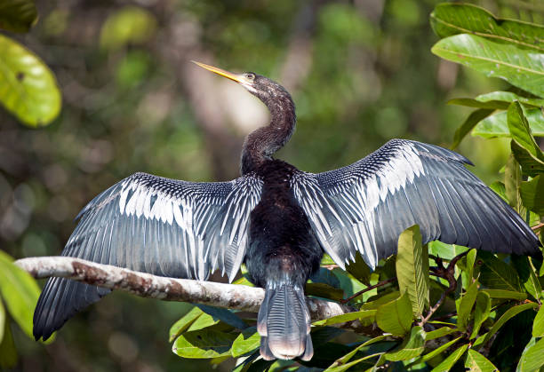 anhinga snake bird con las alas extendidas para secarse, tortuguero, costa rica - anhinga fotografías e imágenes de stock