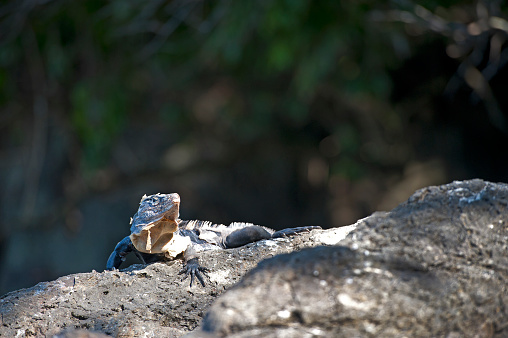 There are many Iguana and Lizard species in the tropical forest and coastal landscapes around Corcovado National Park and Manuel Antonio national Parks, Costa Rica