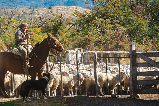 Cattle in a feedlot or feed yard