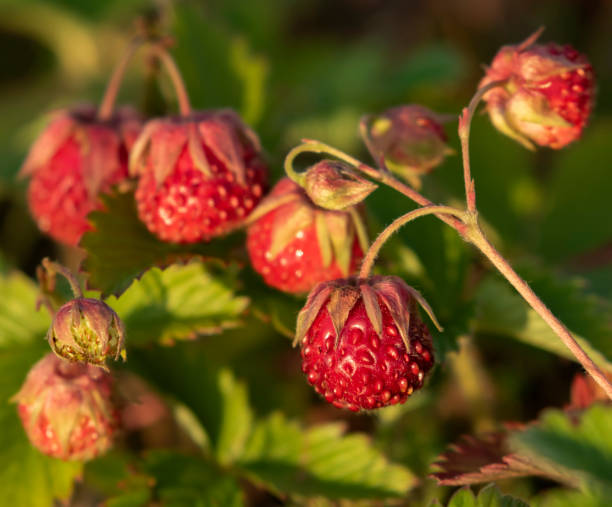 istock Creamy strawberry, Fragaria viridis 1394178483