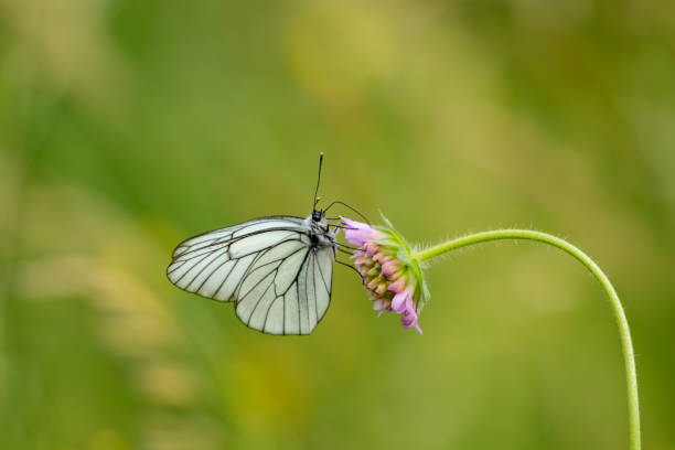 istock Beautiful large butterfly, the black- veined white 1394178523