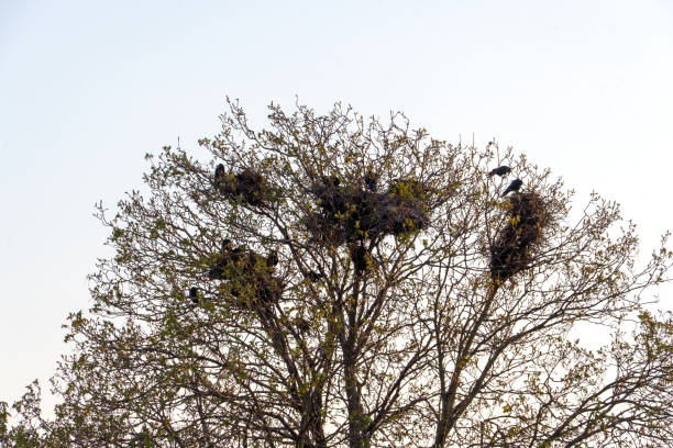 Raven Nests in a tree Germany, April 2022: Black Raven and their nests in a tree crows nest stock pictures, royalty-free photos & images