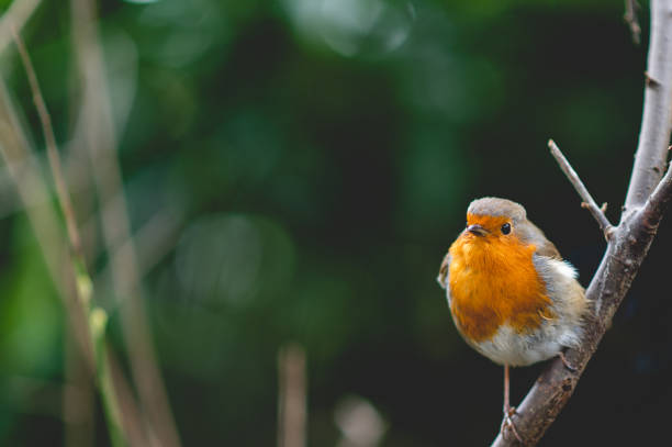 Robin On a Branch stock photo