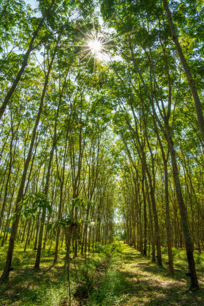 istock Natural rubber tree sap forrest nature milk of  rubber 1394183381