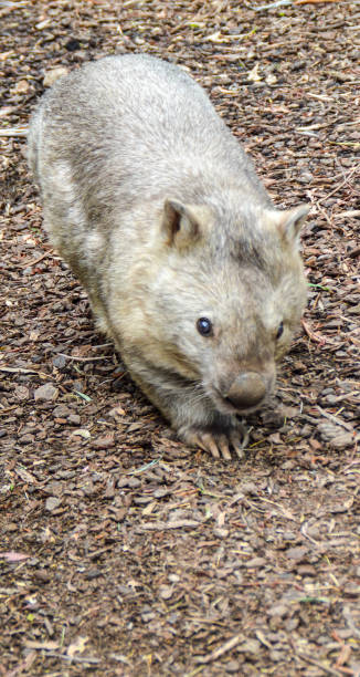 Wombat Burrow Stock Photos, Pictures & Royalty-Free Images - iStock