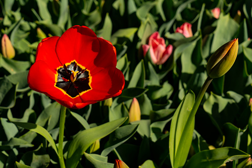 Red tulips in close-up. Open and closed bud tulip. Bright tulip flowers from all sides. Flowers for the holiday of spring. Beautiful flowers