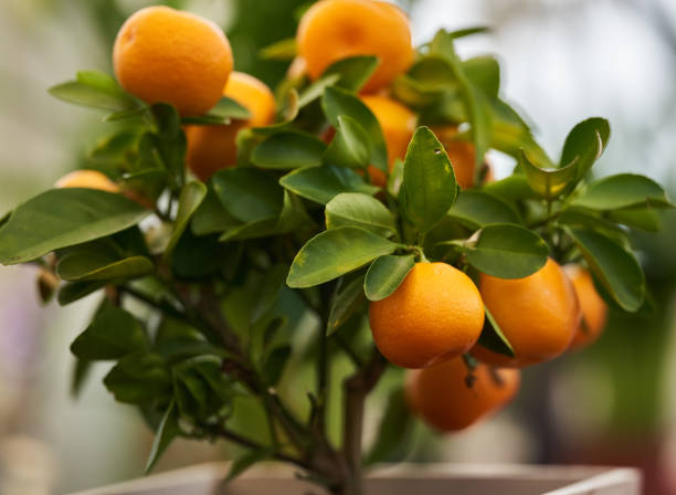 istock Little mandarin tree with fruits 1394192926