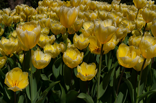 Beautiful bright yellow tulips on a large flower-bed in the city garden
