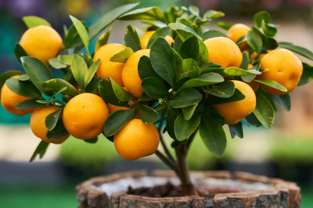 Little mandarin tree with fruits stock photo
