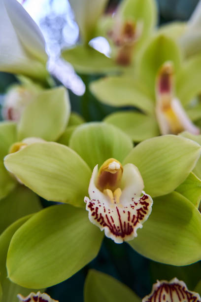 istock Colorful orchids closeup 1394193502