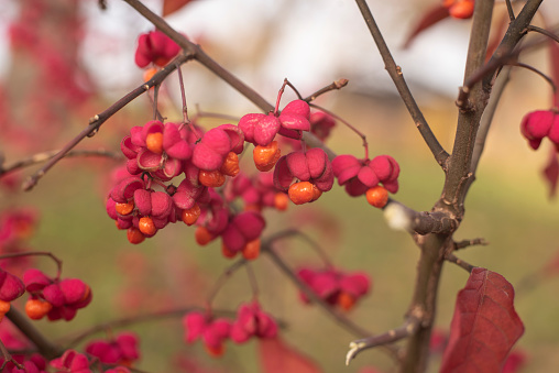 close-up of the twigs of a spindle tree in autumn with pink flowers and orange colored seeds