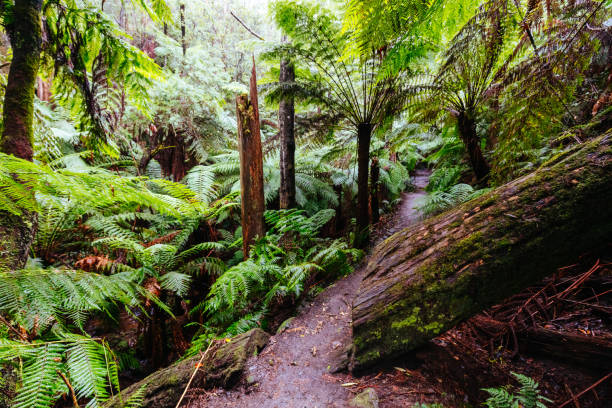 istock La La Falls in Warburton Australia 1394193876
