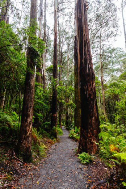 istock La La Falls in Warburton Australia 1394193904