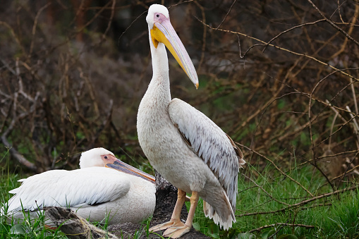 The brown pelican (Pelecanus occidentalis urinator) is a bird of the pelican family, Pelecanidae. Santa Fe Island, Ecuador;  Galapagos Islands National Park. Pelecaniformes.