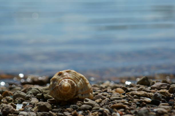 Seashell on the river bank. The background image.