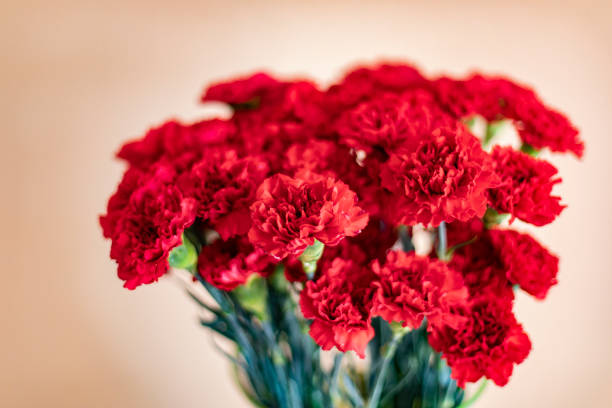 claveles rojos. flores en el fondo de la pared. hermoso ramo. - caryophyllaceae fotografías e imágenes de stock