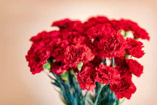 Red carnations. Flowers on background of wall. Beautiful bouquet. Fresh flowers.