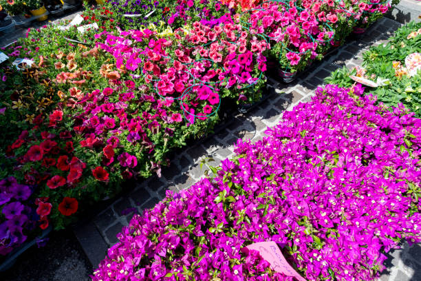 istock Flower Market 1394195839