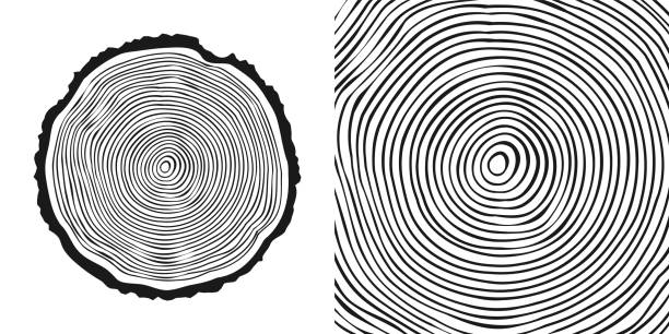 Round tree trunk cut, sawn pine or oak slice. Saw cut timber, wood. Wooden texture with tree rings. Hand drawn sketch. Vector illustration Round tree trunk cut, sawn pine or oak slice. Saw cut timber, wood. Wooden texture with tree rings. Hand drawn sketch. Vector illustration. tree trunk stock illustrations