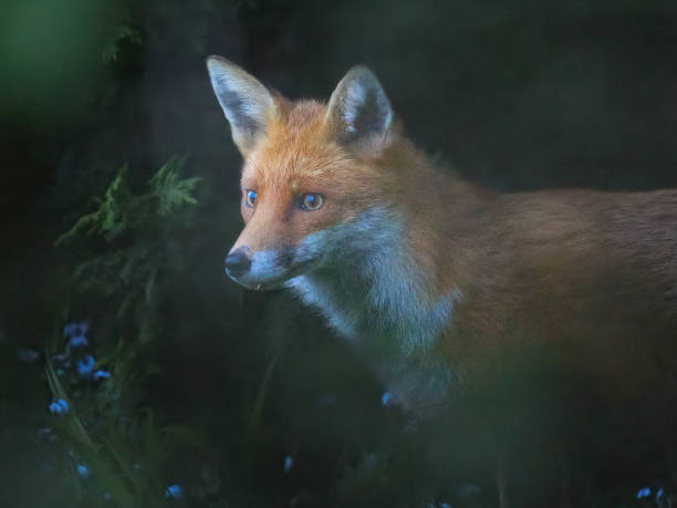 istock Beautiful fox amongst bluebells 1394199193