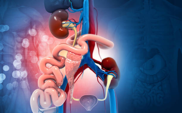 istock Kidney transplantation on medical background. 3d illustration 1394199324
