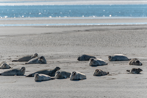 Seals on a sandbank