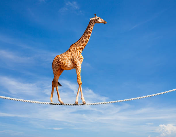 Concept image of the giraffe walking on rope over blue sky stock photo