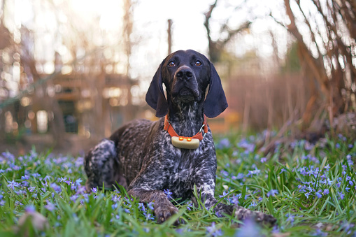 Young black and white Greyster dog posing outdoors wearing an orange collar with a yellow GPS tracker on it lying down on a green grass with blue Scilla siberica flowers in spring