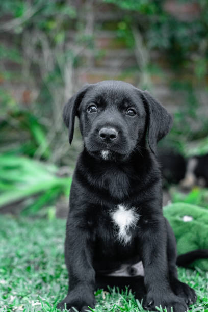 istock Newborn black puppy 1394200362