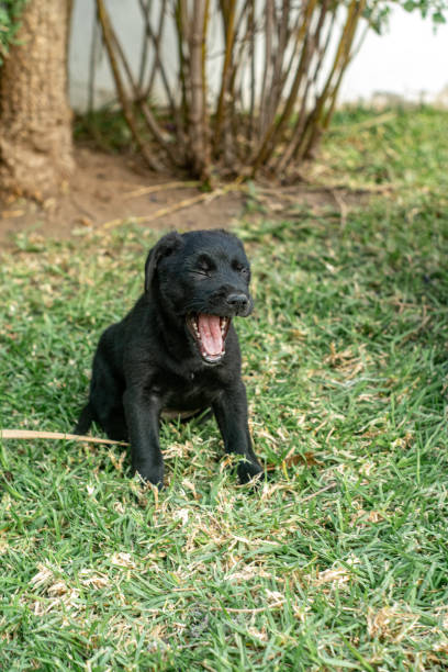 istock Newborn black puppy 1394200397