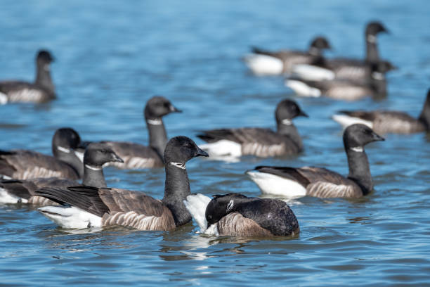istock Brent geese at the waddensea 1394200513