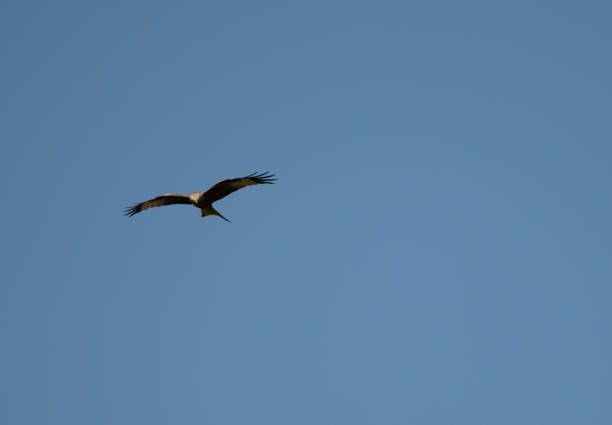 istock Red Kite (Milvus milvus) Over Buckinghamshire 1394202181