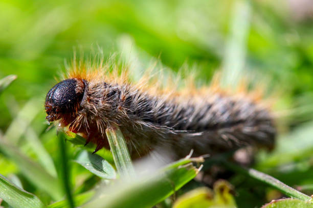 pine processionary (processionary) caterpillars (caterpillar) in the green grass (green lawn) in the flock close up (macro) - (thaumetopoea pityocampa) - inchworm imagens e fotografias de stock