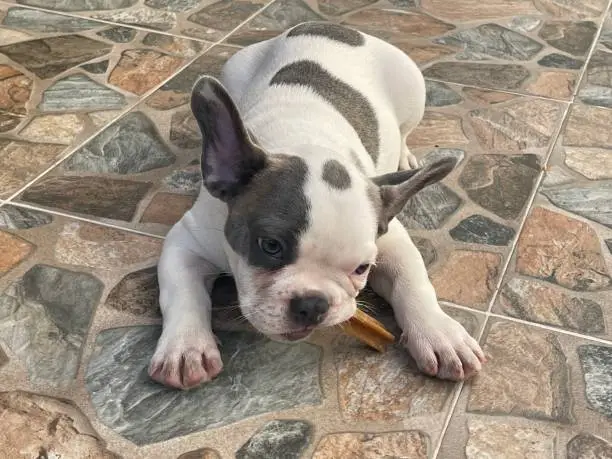 Baby Frenchbulldog