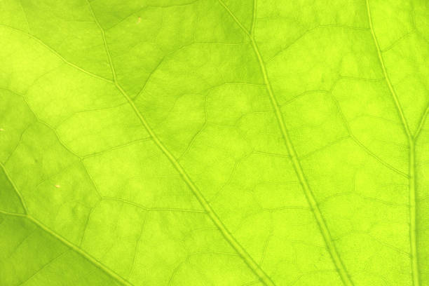 istock Close-up of a lotus green leaf beautiful texture background 1394203219