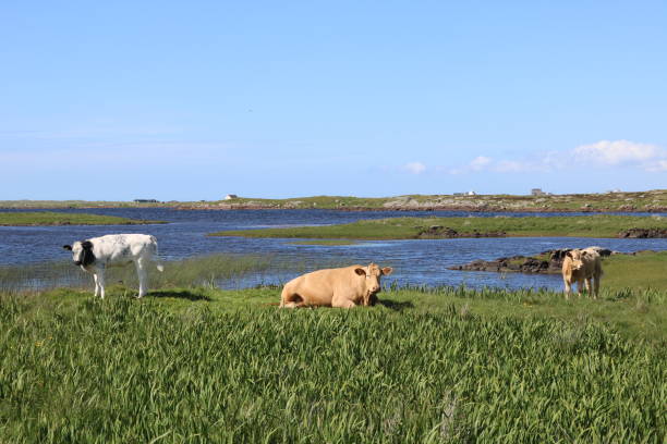 istock South Uist, Scotland 1394204305