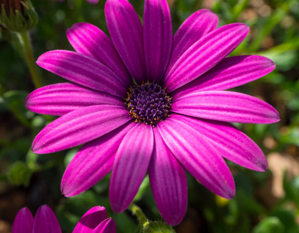 istock Flower Osteospermum with unusual petals close-up 1394205067