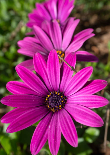 istock Flower Osteospermum with unusual petals close-up 1394205149