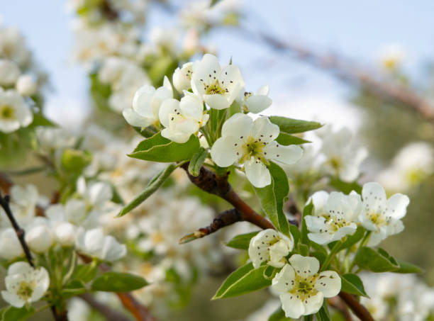 istock Pear tree flowers on a Sunny day in Greece 1394205313