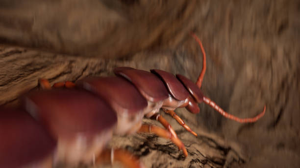 istock Centepede  walking on wood , camera moving with it from behind 1394207091